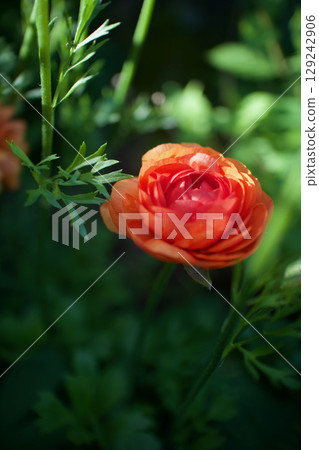 毛茛的花語是「歡快的魅力」。橙色也代表著「秘密」。 129242906