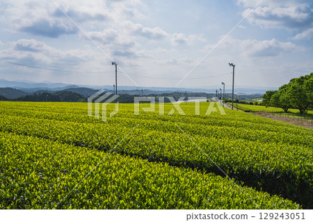 The expansive tea fields of Iwata City (Shizuoka Prefecture) 129243051