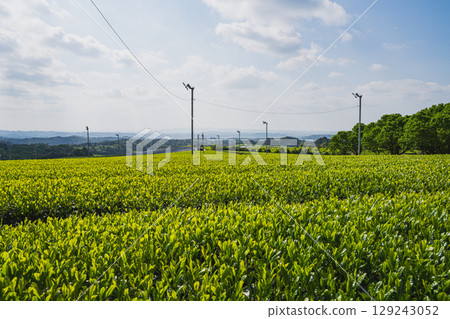 The expansive tea fields of Iwata City (Shizuoka Prefecture) 129243052