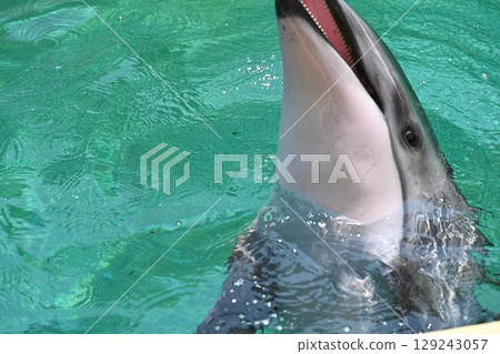 伊豆三戶海洋樂園裡眼神可愛的海豚 伊豆三戶海洋樂園裡眼神可愛的海豚 129243057