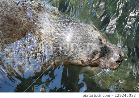 伊豆三戶海洋樂園裡睡覺的海豹 129243058