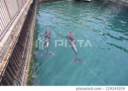 友善的海豚在伊豆三戶海洋樂園並肩游泳 129243059