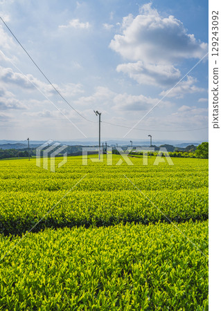 The expansive tea fields of Iwata City (Shizuoka Prefecture) 129243092