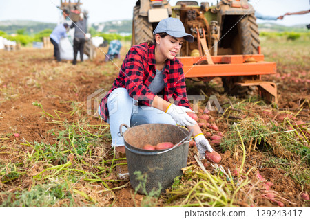 Smiling girl farm worker picking potato tubers into bucket in field Smiling girl farm worker picking potato tubers into bucket in field 129243417