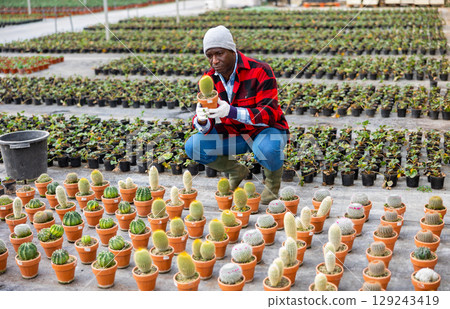 African american farmer examines a cactus in a pot African american farmer examines a cactus in a pot 129243419