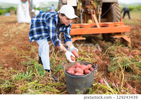 Woman farm worker picking potato tubers into bucket in field 129243439