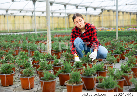 Woman florist holding pot with rosemary Woman florist holding pot with rosemary 129243445