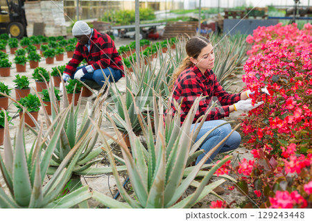Woman caring for potted begonia flowers in greenhouse 129243448
