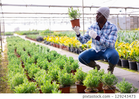 Man gardener holding green seedlings in pot 129243473