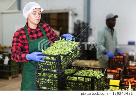 Young woman puts crates of peas pods on top of each other Young woman puts crates of peas pods on top of each other 129243481