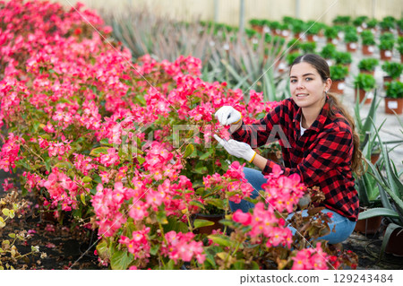 Young woman farmer checks begonia semperflorens in pots 129243484