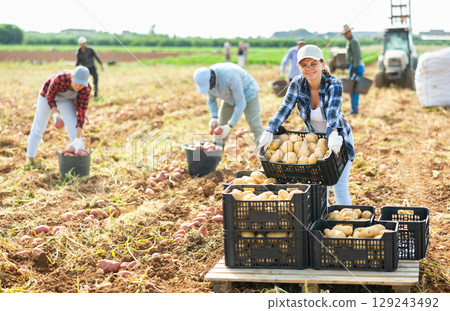Young woman stacking boxes with harvested potatoes in farm field 129243492