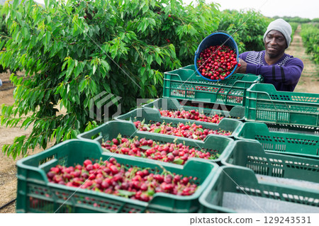 African man picking cherries 129243531