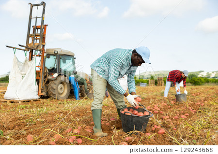 African american man harvesting organic potatoes in a black buckets at farm field African american man harvesting organic potatoes in a black buckets at farm field 129243668