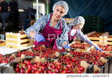 Portrait of female warehouse workers sorting cherry 129243675