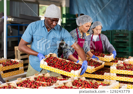 International workers sorting cherries 129243779