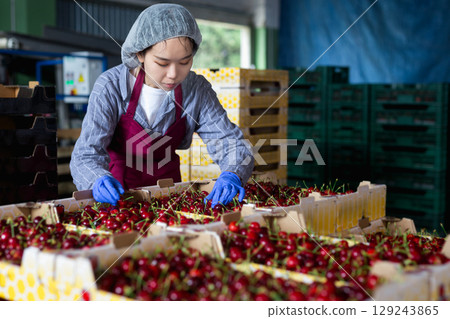 Chinese Girl working at the cherry warehouse 129243865