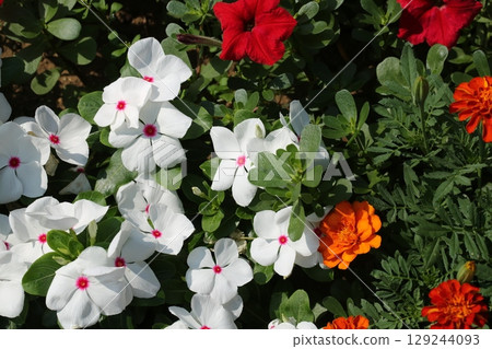 I walked in Fujimi Park I walked in Fujimi Park 129244093