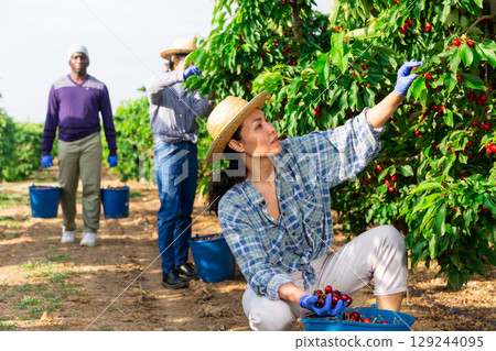 workers working at the cherry farm 129244095