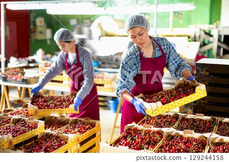 Asian female workers sorting sweet organic cherry 129244158