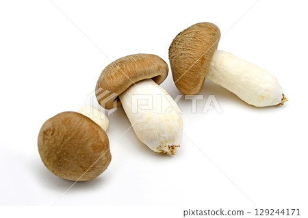 Mushrooms (Oguni Shimeji) 129244171