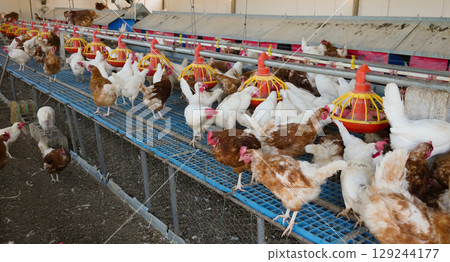 Chickens eating from hanging feeders in poultry farm Chickens eating from hanging feeders in poultry farm 129244177