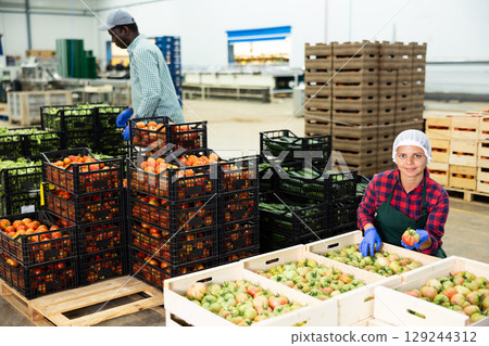 Positive woman sorting and packaging ripe tomatoes in warehouse Positive woman sorting and packaging ripe tomatoes in warehouse 129244312