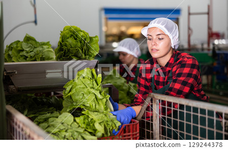 Young woman sorts Peking cabbage from crates Young woman sorts Peking cabbage from crates 129244378