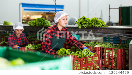 Portrait of two young women working at the vegetable depot 129244459