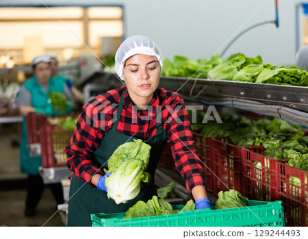 Young woman sorts Peking cabbage from crates 129244493