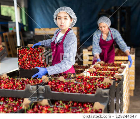 Asian woman sorting cherries 129244547