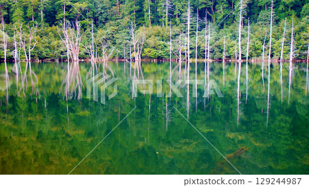 大瀧村天然湖邊美麗的枯樹 129244987