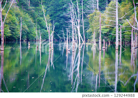 大瀧村天然湖邊美麗的枯樹 129244988