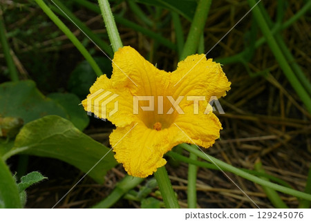 南瓜花 20250706 南瓜花 20250706 129245076