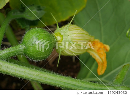 南瓜花 20250708 129245080