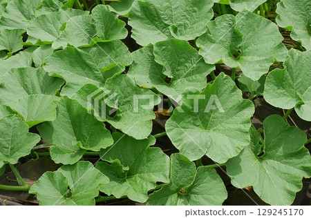 Pumpkin Leaf 20250701 129245170