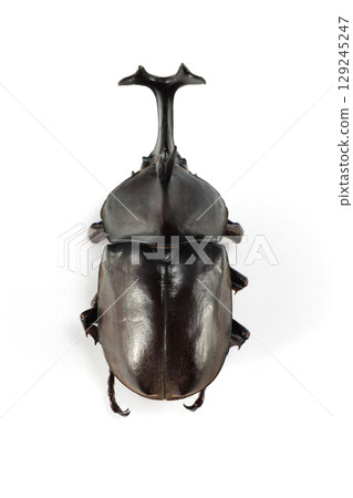 犀牛甲蟲屍體 129245247