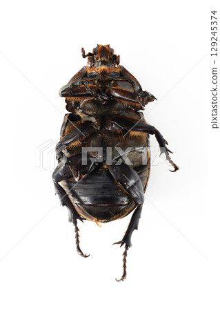 rhinoceros beetle corpse rhinoceros beetle corpse 129245374