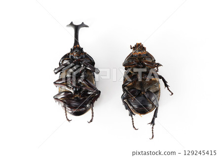 rhinoceros beetle corpse 129245415