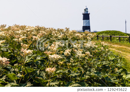 [Hokkaido_Abashiri City] Cape Notoro and Lake Notoro June July 129245622