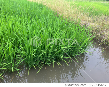 Rice reflected in the rice paddy _ Early summer rice paddy _ Green and grown rice Rice reflected in the rice paddy _ Early summer rice paddy _ Green and grown rice 129245637