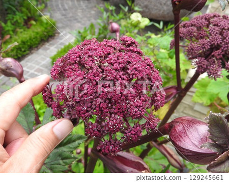 繖形科多年生植物當歸的獨特而引人注目的花朵 繖形科多年生植物當歸的獨特而引人注目的花朵 129245661