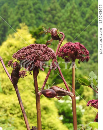 The unique and striking flowers of Angelica gigas, a perennial plant of the Umbelliferae family 129245663