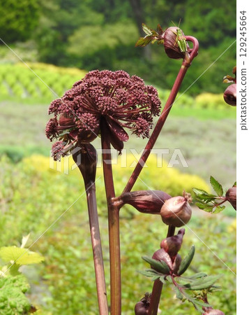 The unique and striking flowers of Angelica gigas, a perennial plant of the Umbelliferae family 129245664