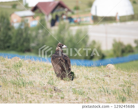 黑加侖鷹 129245686