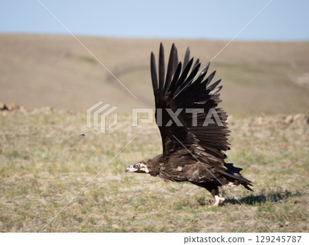 Cinereous vulture taking off 129245787