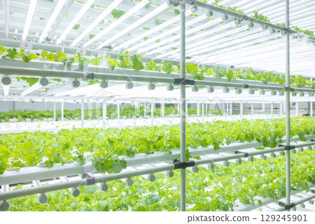 Indoor vegetable farm, Organic green oak salad planting at room with lighting ecosystem control 129245901