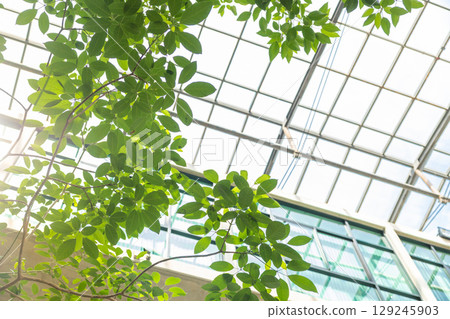 Green plant indoor office with glass roof, Eco building ozone tree air refresh zero carbon footprint 129245903