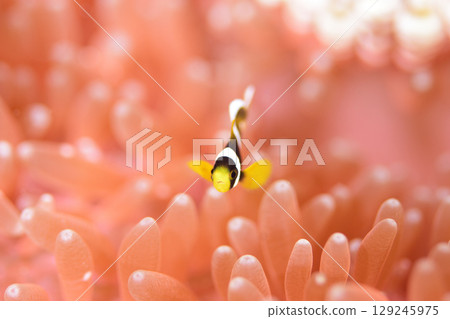 粉紅色海葵和小丑魚 129245975