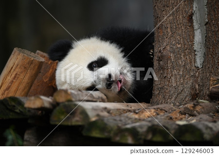 Baby panda slumped in the heat 129246003